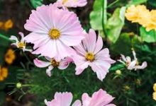 香港vpn代理-香港节点加速器推荐