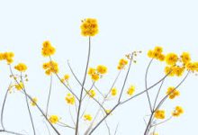 如何在路由器上安装VPN，路由器Clash设置教程，如何通过路由器翻墙-香港节点加速器推荐