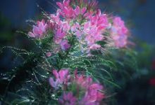 求一靠谱的香港vpn或者vps-香港节点加速器推荐