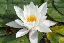 vpn990香港代理服务-香港节点加速器推荐