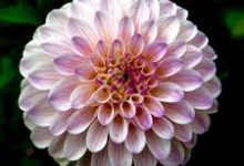 如何在Windows电脑上设置VPN, PC端如何挂梯子教程，电脑能用的机场软件-香港节点加速器推荐