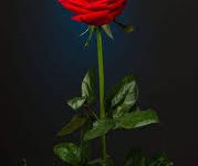 香港的vpn服务器地址-香港节点加速器推荐