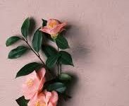 香港vpn服务器架设搭建租用-香港节点加速器推荐