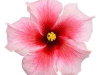 速度最快的游戏VPN香港节点国内可以用的-香港节点加速器推荐