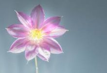 大陸用vpn返香港vpn-香港节点加速器推荐