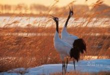 绝地求生 加速器香港节点-香港节点加速器推荐