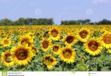 香港节点服务器可以上外网吗-香港节点加速器推荐