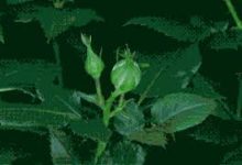 如何在中国访问Facebook 和 Youtube-香港节点加速器推荐