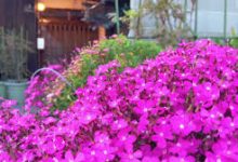 HK香港VPN推荐排名-香港节点加速器推荐