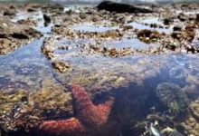 翻墙 香港节点-香港节点加速器推荐