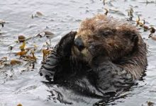 云服务器香港节点 免费-香港节点加速器推荐
