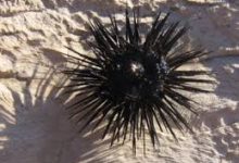 VPS哪里有香港节点-香港节点加速器推荐