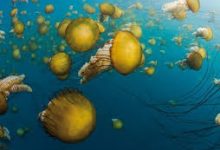 香港hk节点-香港节点加速器推荐