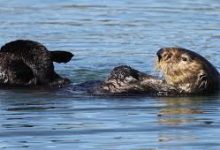 怎么把自己节点挂到香港-香港节点加速器推荐