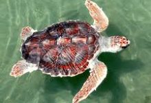 kolast的香港ss节点-香港节点加速器推荐