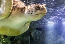 h1z1挂香港节点-香港节点加速器推荐