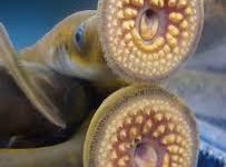 ssr香港节点11-香港节点加速器推荐