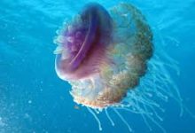 香港ssr节点-香港节点加速器推荐