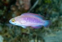 香港节点 解决欧美物理延迟-香港节点加速器推荐