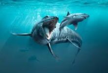 steam怎么换成香港节点-香港节点加速器推荐