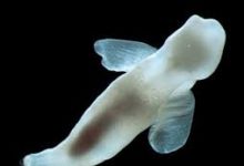 steam吃鸡香港节点-香港节点加速器推荐