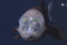 香港节点是不是香港的服务器-香港节点加速器推荐