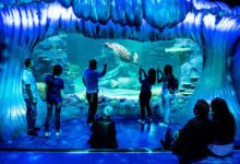 香港节点高速机场-香港节点加速器推荐