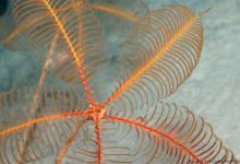 gta5怎么挂香港节点-香港节点加速器推荐