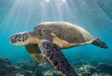 apex节点香港还是台湾-香港节点加速器推荐