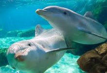 哪个节点离香港近-香港节点加速器推荐