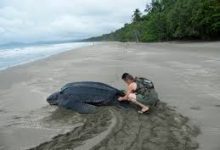 网易uu加速器只有香港节点吗-香港节点加速器推荐