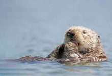 uu加速器吃鸡香港节点-香港节点加速器推荐