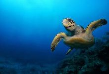 阿里云香港节点访问慢-香港节点加速器推荐