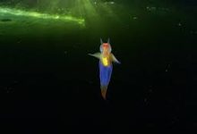 香港+加速节点-香港节点加速器推荐