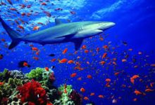 阿里云cdn香港节点-香港节点加速器推荐