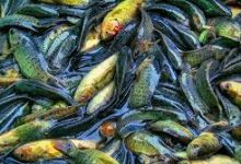 uu加速器节点为什么只有香港-香港节点加速器推荐