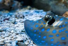 香港电信 节点 ip-香港节点加速器推荐